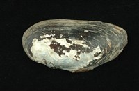 藏品(石蚌)的圖片